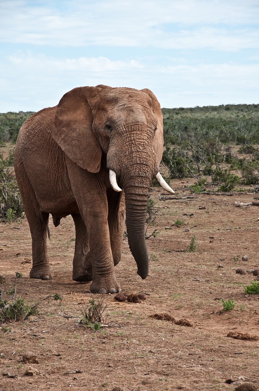 Dramblys, Afrika, Laukinė Gamta, Gamta, Nemokamos Nuotraukos,  Nemokama Licenzija