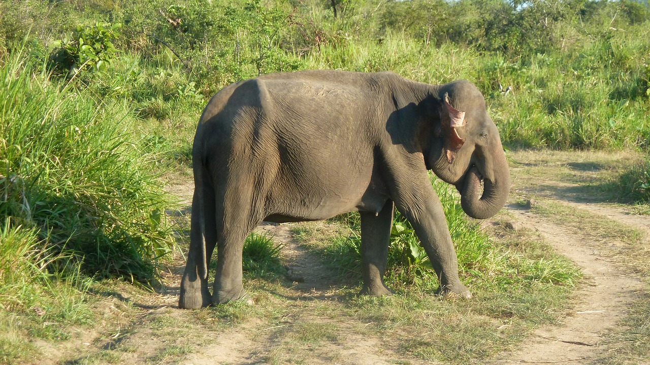 Dramblys, Šri Lanka, Nacionalinis Parkas, Nemokamos Nuotraukos,  Nemokama Licenzija