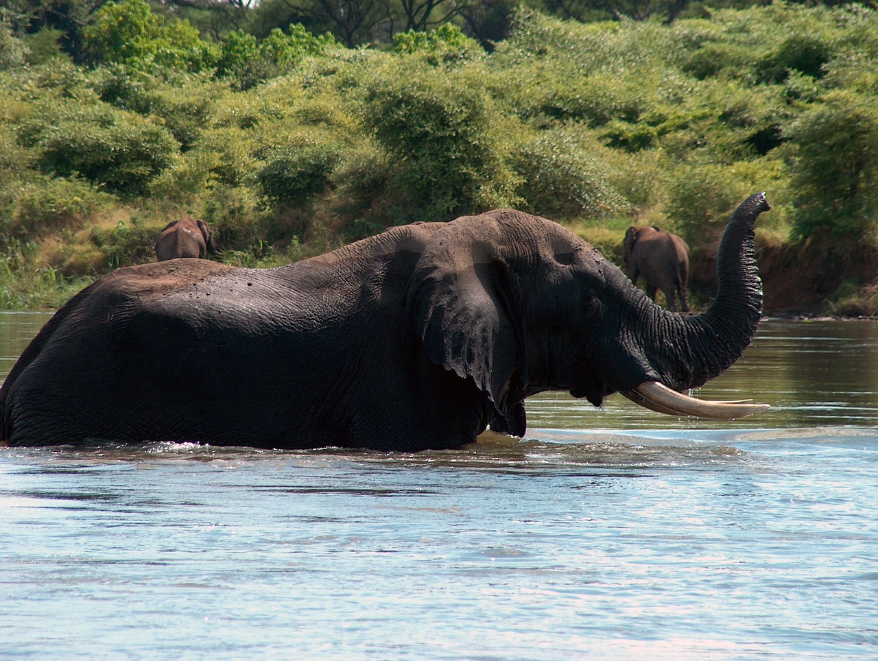 Dramblys, Zambija, Zambezi, Afrika, Laukinė Gamta, Laukiniai, Į Pietus, Safari, Gamta, Žinduolis