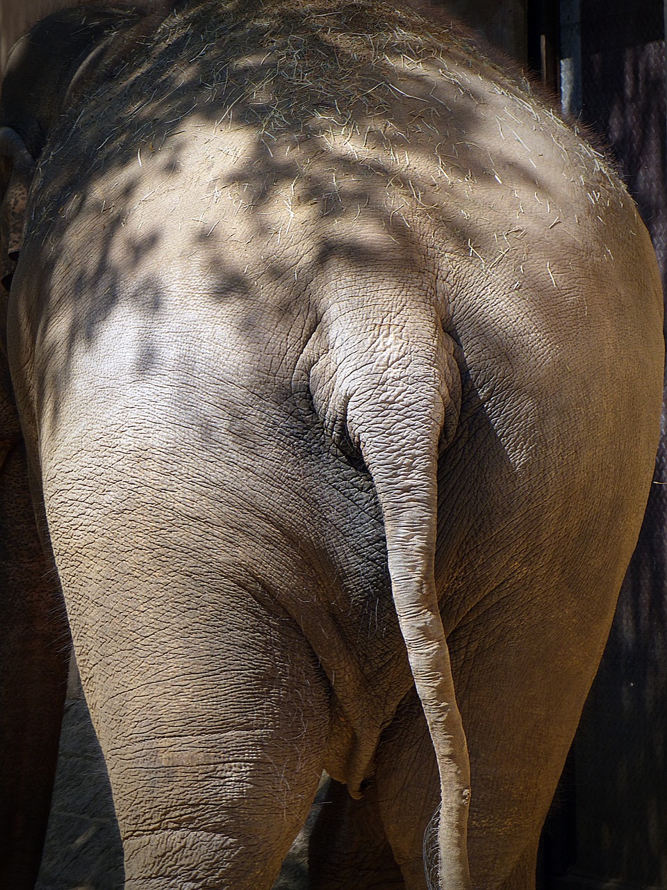 Dramblys, Kūnas, Pachyderm, Šviesa Ir Šešėlis, Iš Galo, Galinis Vaizdas, Užpakalis, Nemokamos Nuotraukos,  Nemokama Licenzija