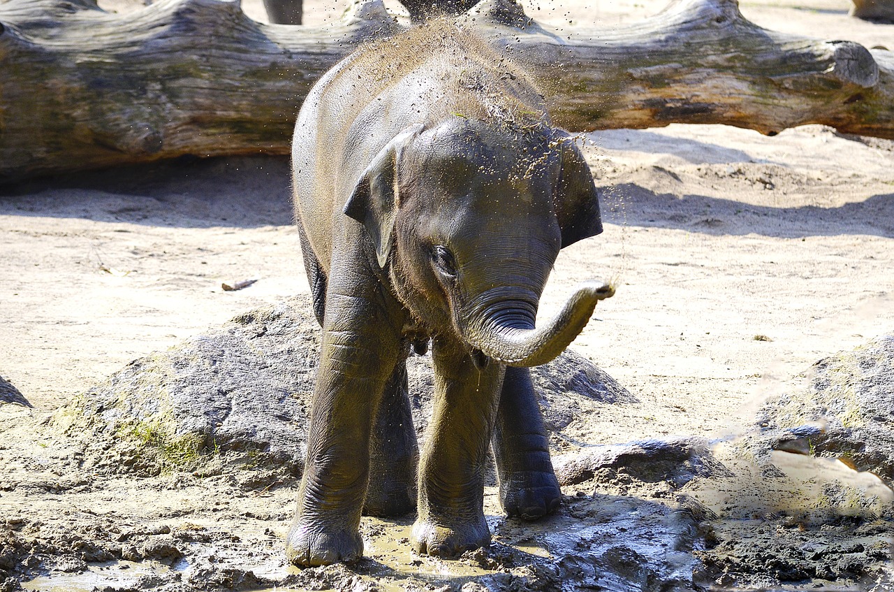 Dramblys, Indijos Dramblys, Kūdikio Dramblys, Pachyderm, Vanduo, Proboscis, Žinduoliai, Vandens Purslų, Žaisti, Gyvūnų Pasaulis