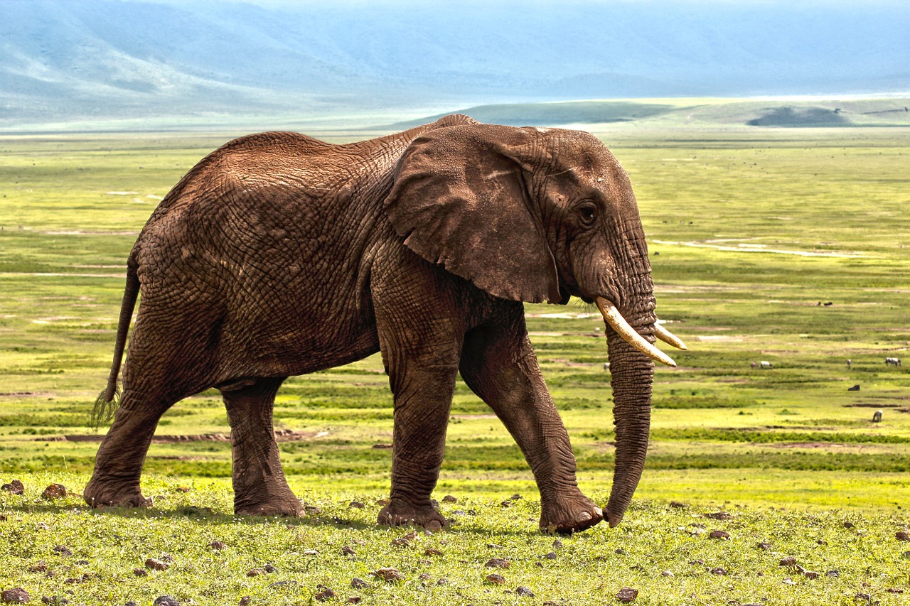 Dramblys, Safari, Gyvūnas, Gynyba, Spalva, Gyvūnai, Afrika, Gamta, Rezervas, Dramblys Savanna