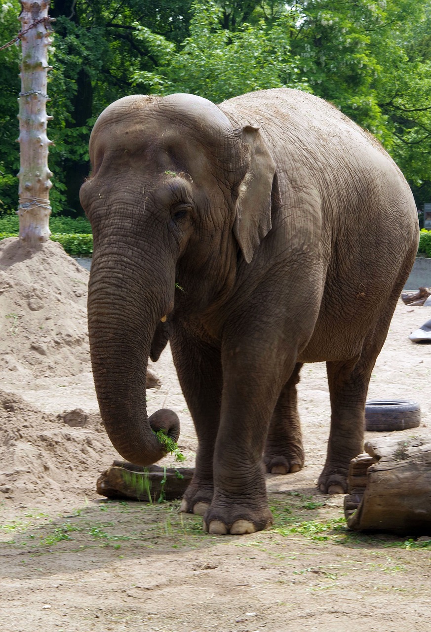 Dramblys, Didelis Žinduolis, Indonesian, Proboscis, Didelis, Kolosas, Didelis, Laukinis Gyvūnas, Afrika, Zoologijos Sodas