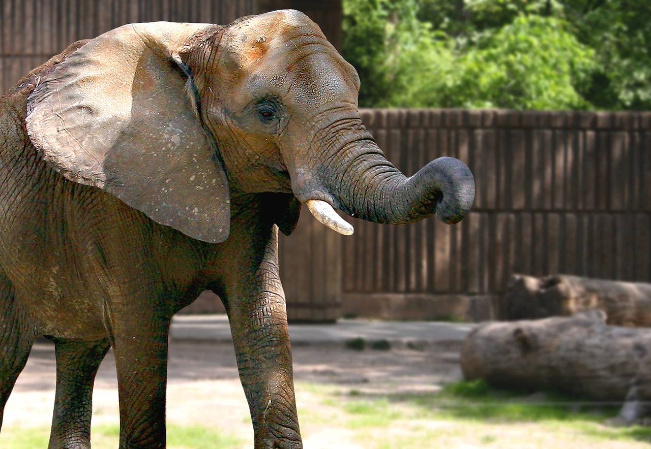 Dramblys, Zoologijos Sodas, Gamta, Gyvūnas, Džiunglės, Safari, Zoologijos, Laukinė Gamta, Tusks, Afrika