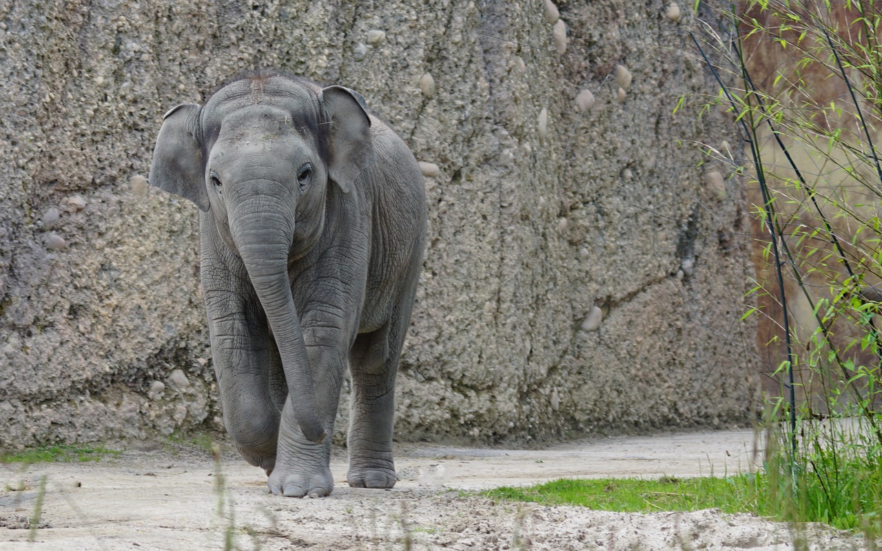 Dramblys, Azijos Dramblys, Jaunas Gyvūnas, Pachyderm, Žinduolis, Elephas Maximus, Nemokamos Nuotraukos,  Nemokama Licenzija