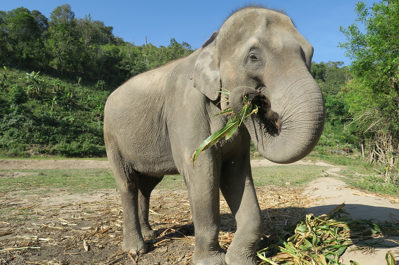 Dramblys, Tailandas, Valgyti Drambliu, Gyvūnai, Laukiniai Gyvūnai, Rama Dramblys, Didysis Dramblys, Protingi Gyvūnai, Dramblio Džiunglių Šventovė, Drambliai Chiang Mai