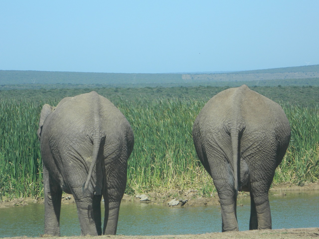 Dramblys, Gamta, Pietų Afrika, Laukinis Gyvenimas, Savana, Dryžuotas Kailis, Žinduolis, Gyvūnas, Nemokamos Nuotraukos,  Nemokama Licenzija