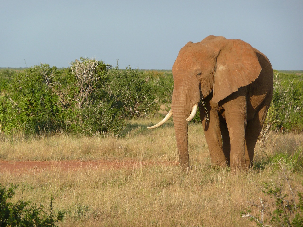 Dramblys, Afrikos, Kenya, Tsavo, Žinduolis, Gamta, Bagažinė, Laukinė Gamta, Laukiniai, Safari