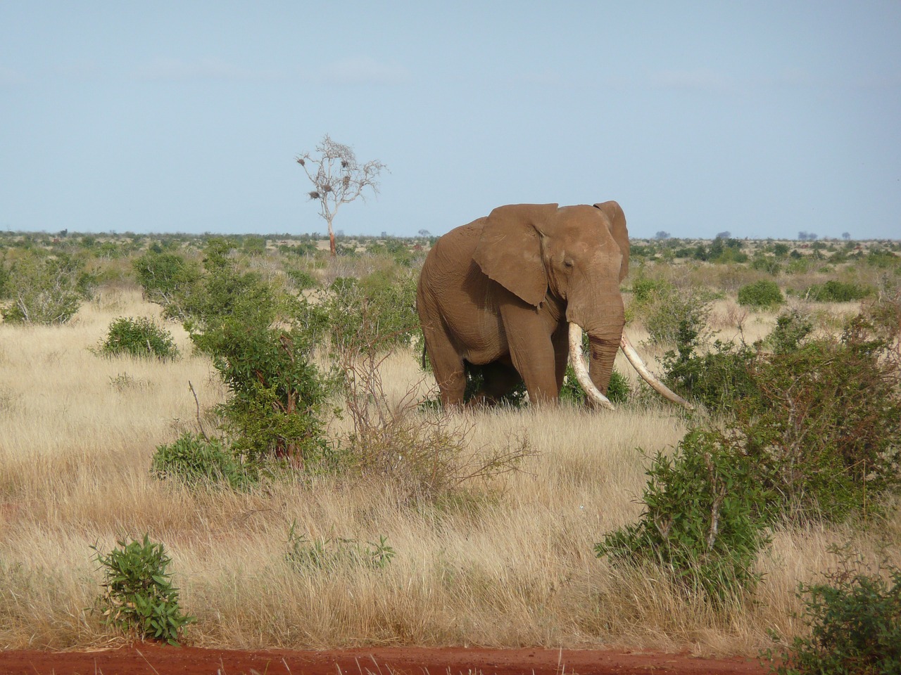 Dramblys, Afrika, Kenya, Tsavo, Gamta, Laukinė Gamta, Laukiniai, Safari, Didelis, Žinduolis