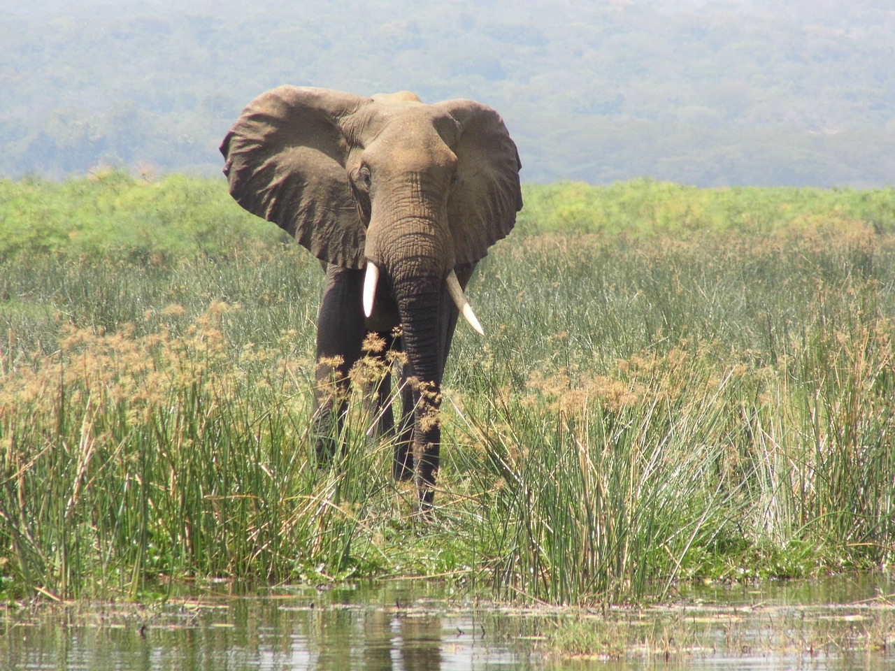 Dramblys, Murchisonas Patenka, Uganda, Nemokamos Nuotraukos,  Nemokama Licenzija