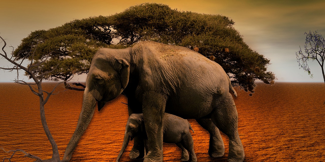 Dramblys, Afrika, Baobabas, Medis, Nacionalinis Parkas, Savana, Dramblio Vaikas, Safari, Gyvūnas, Proboscis