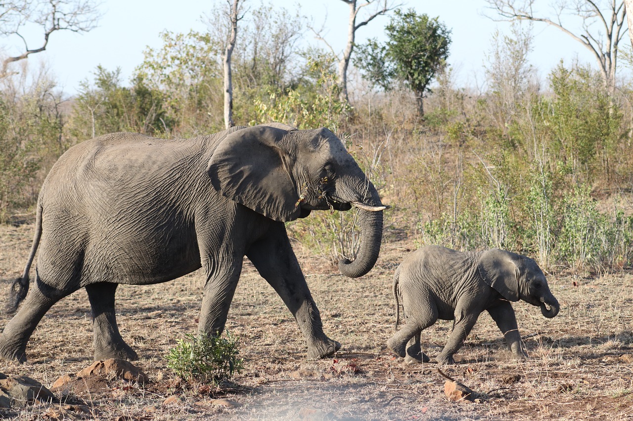 Dramblys, Motina, Kūdikis, Safari, Afrika, Savana, Laukinis Gyvenimas, Nemokamos Nuotraukos,  Nemokama Licenzija