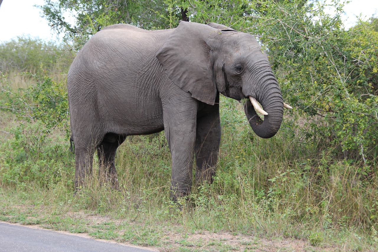 Dramblys, Ganymas, Kruger Nacionalinis Parkas, 2014, Nemokamos Nuotraukos,  Nemokama Licenzija