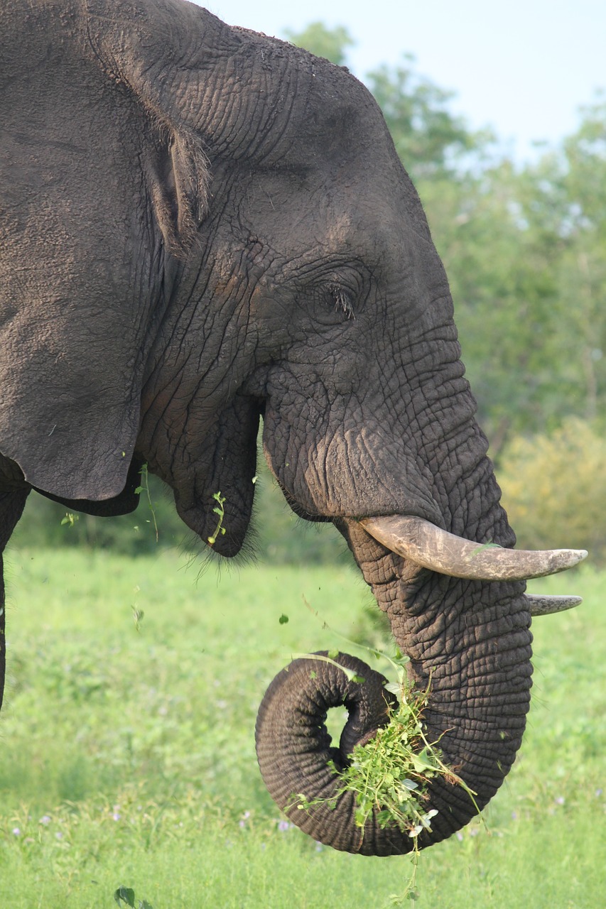 Dramblys, Afrika, Laukinė Gamta, Safari, Gamta, Laukiniai, Žinduolis, Gyvūnas, Didelis, Parkas