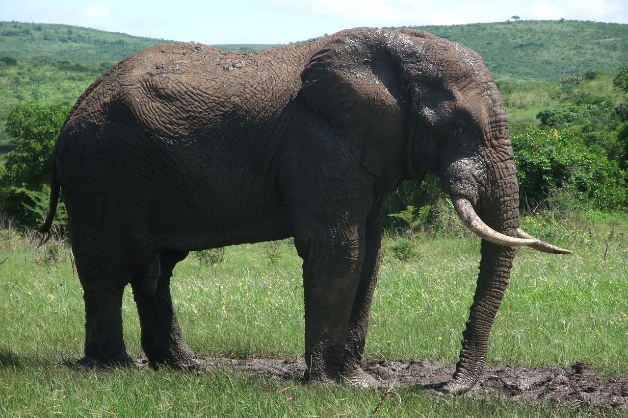 Dramblys, Safari, Pietų Afrika, Pachyderm, African Bush Dramblys, Nemokamos Nuotraukos,  Nemokama Licenzija