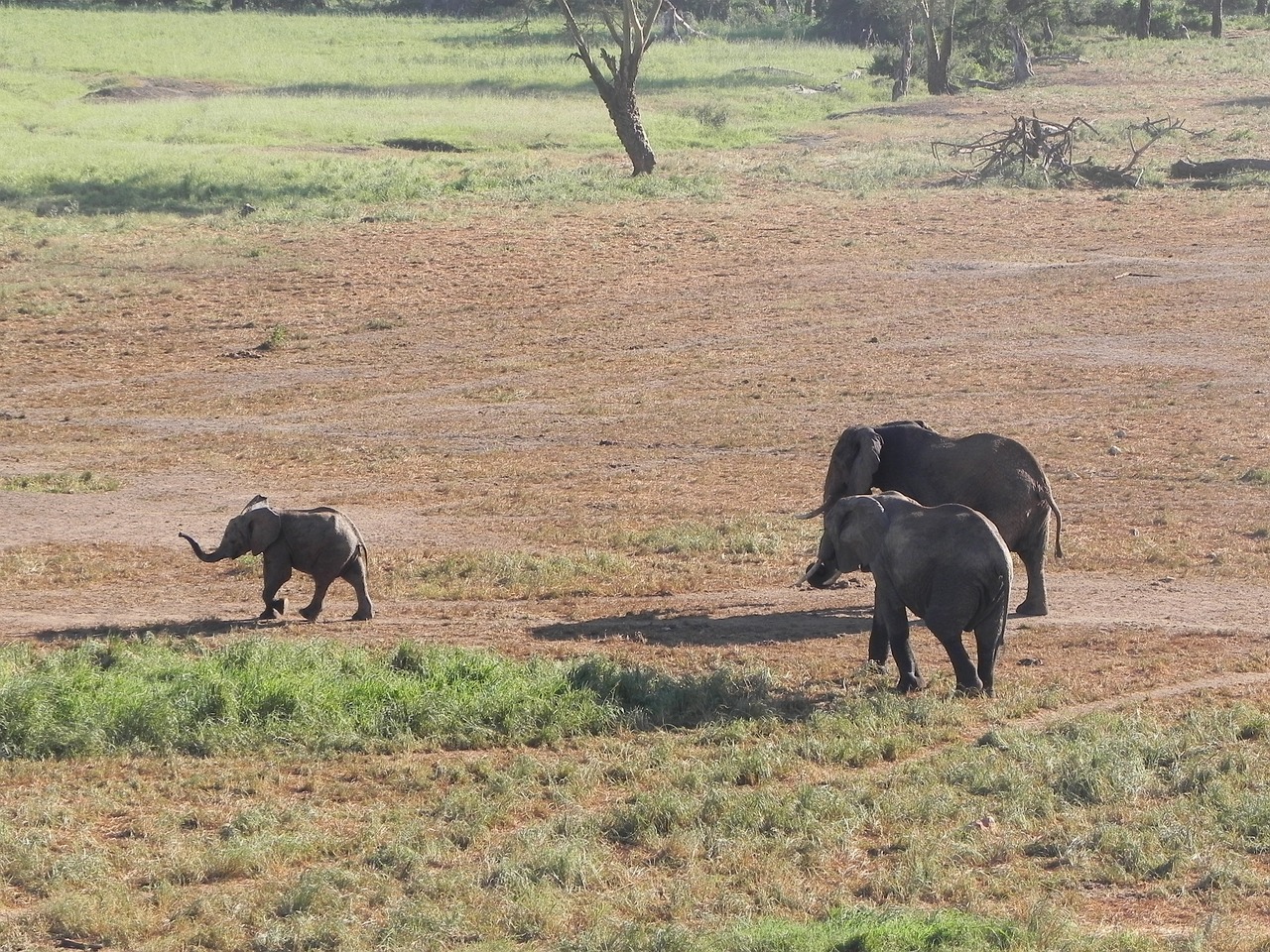 Dramblys, Kenya, Afrika, Nemokamos Nuotraukos,  Nemokama Licenzija
