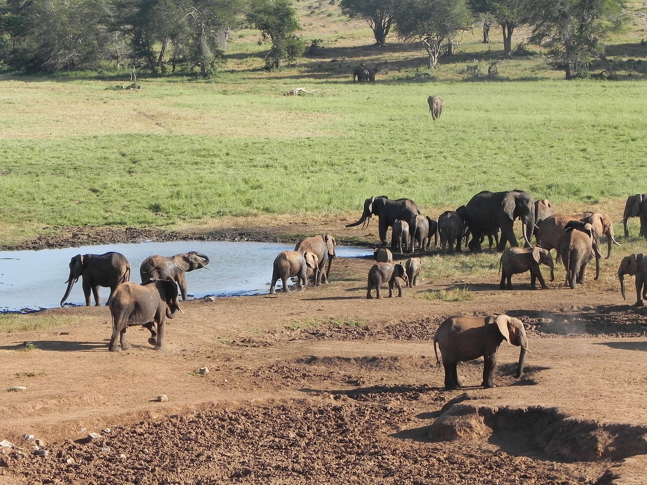 Dramblys, Kenya, Afrika, Nemokamos Nuotraukos,  Nemokama Licenzija