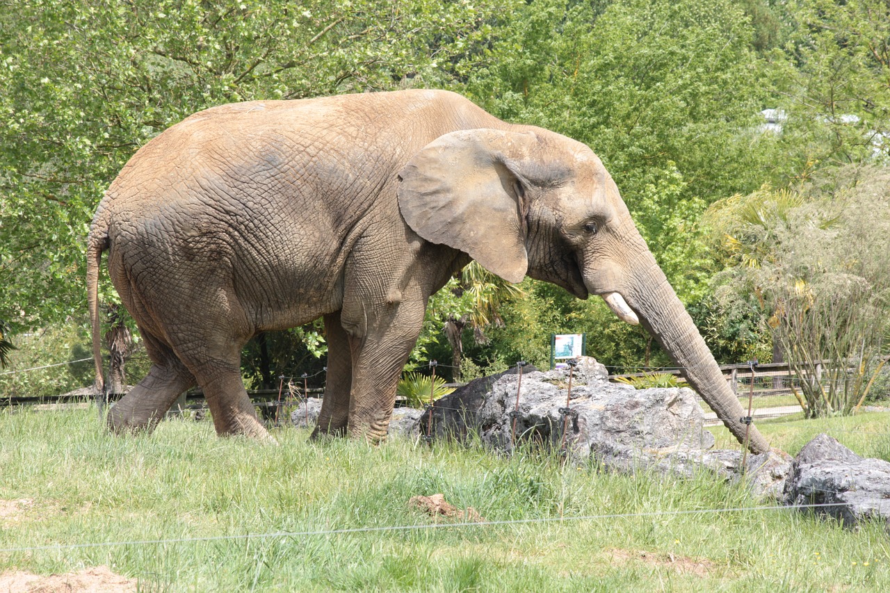 Dramblys, Savana, Gyvūnas, Pachydermata, Nemokamos Nuotraukos,  Nemokama Licenzija