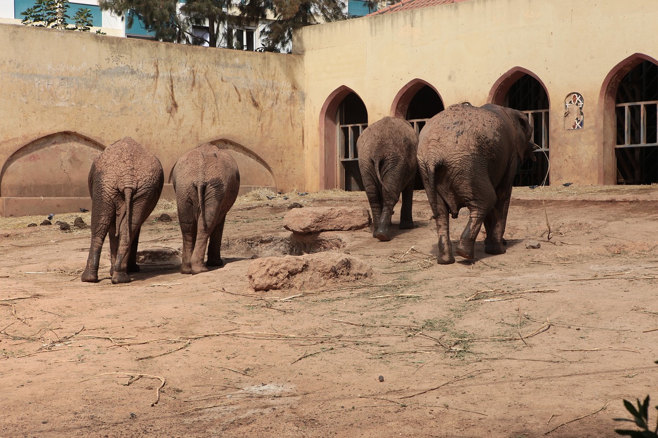 Dramblys, Angola, Zoologijos Sodas, Gyvūnai, Žolėdis, Sukuria, Suaugęs, Nemokamos Nuotraukos,  Nemokama Licenzija