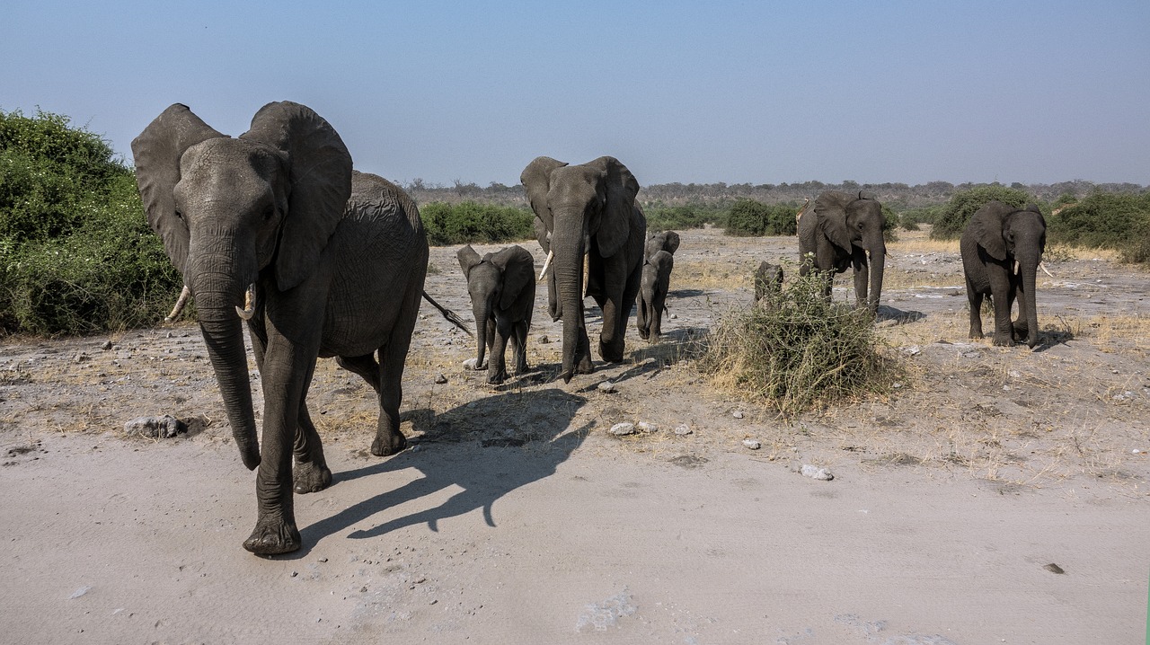 Dramblys, Safari, Afrika, Išsaugojimo Parkas, Botsvana, Nemokamos Nuotraukos,  Nemokama Licenzija