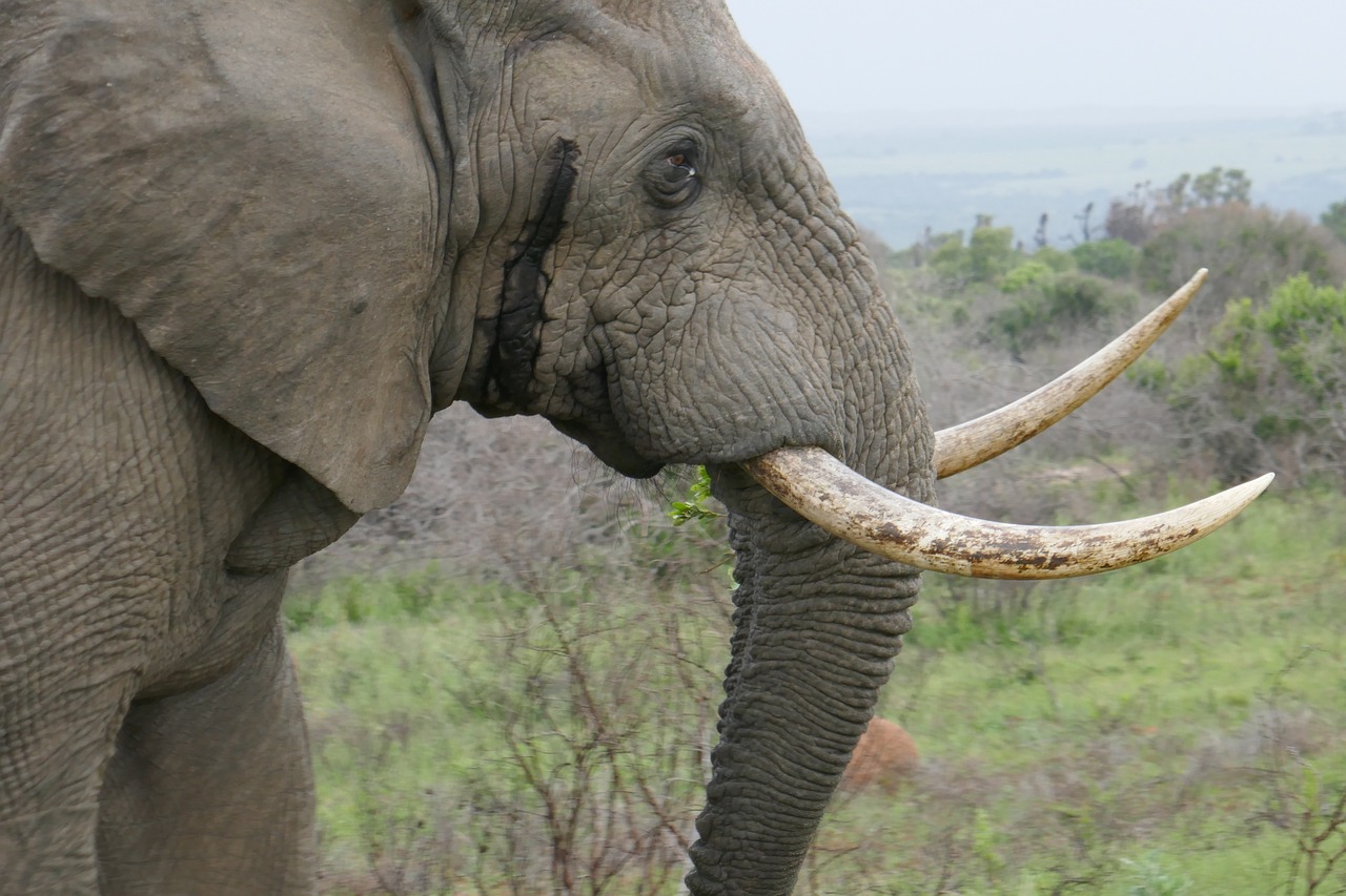 Dramblys, Kariega, Gyvūnai, Safari, Pietų Afrika, Fauna, Brosmė, Nemokamos Nuotraukos,  Nemokama Licenzija