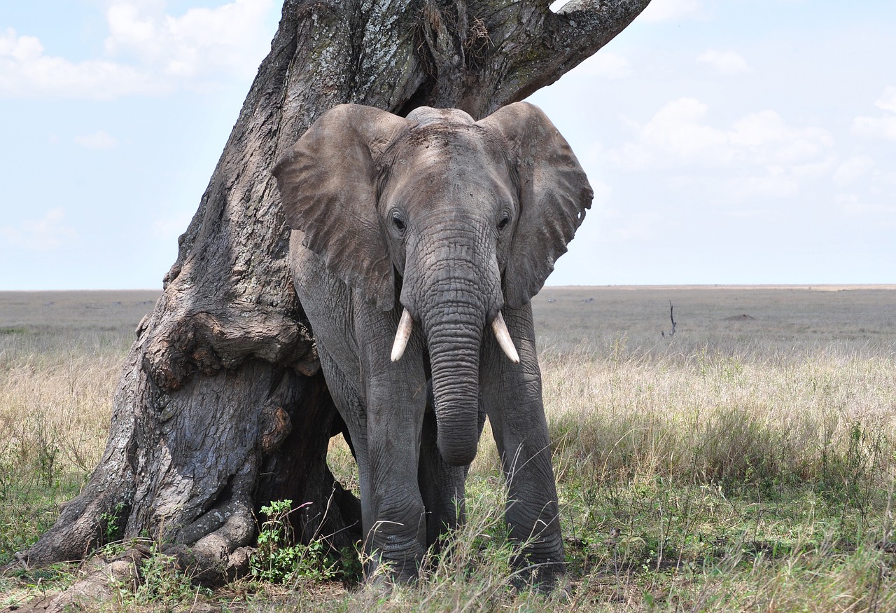 Dramblys, Serengeti, Afrika, Tanzanija, Nacionalinis Parkas, African Bush Dramblys, Nemokamos Nuotraukos,  Nemokama Licenzija