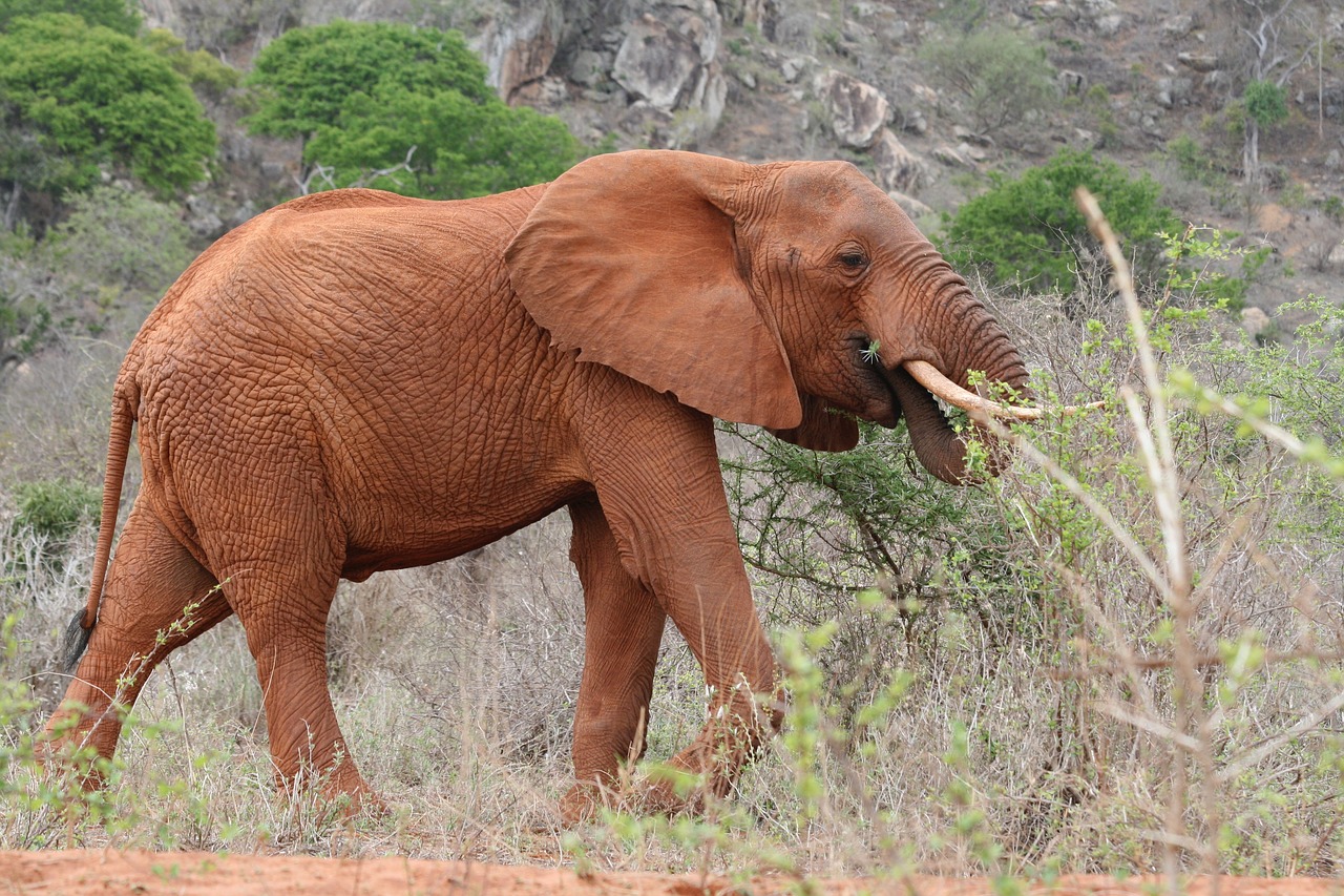 Dramblys, Kenya, Maistas, Nemokamos Nuotraukos,  Nemokama Licenzija