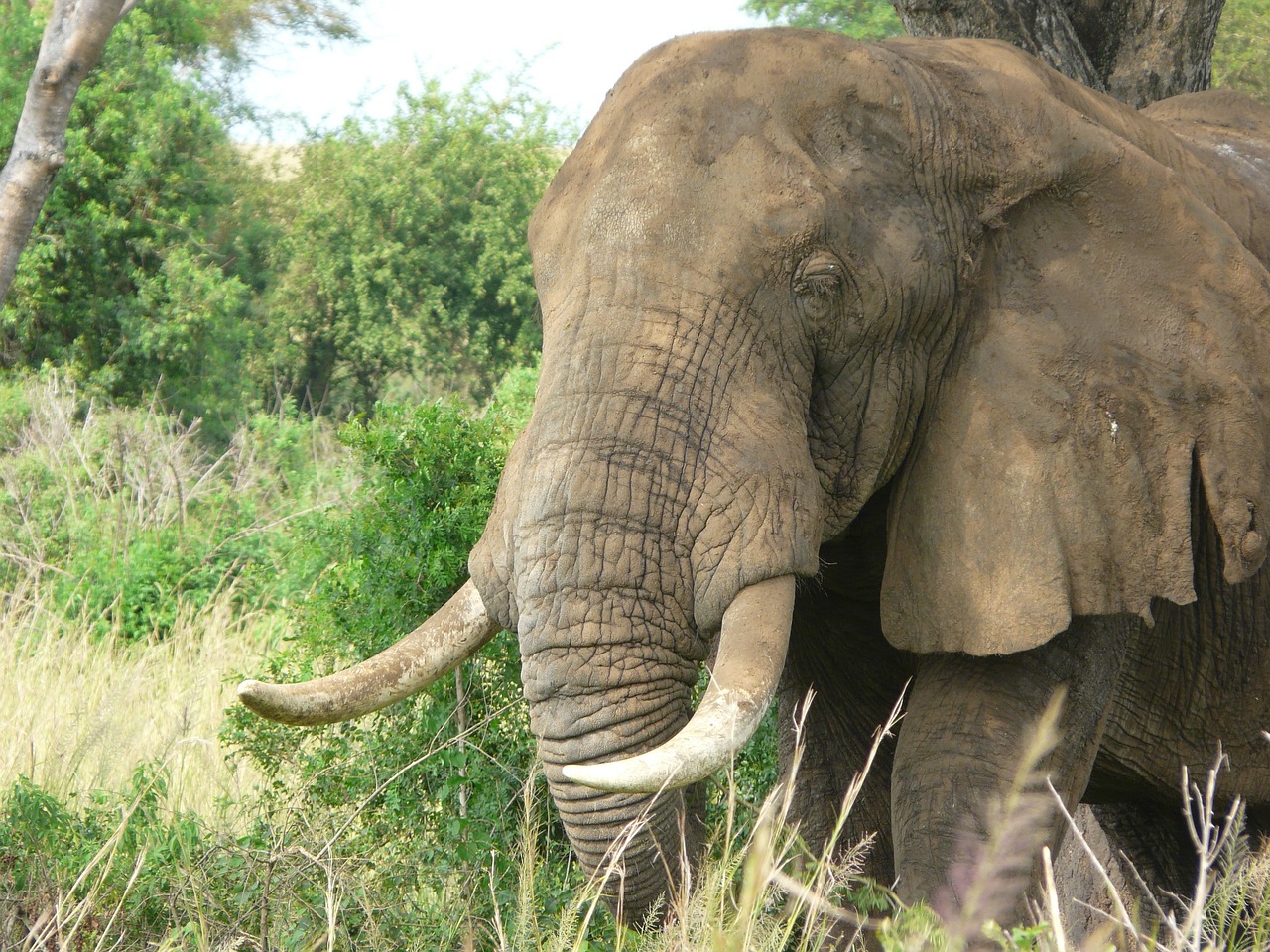 Dramblys, Afrikos, Savanna, Safari, Laukinė Gamta, Nykstantis, Nemokamos Nuotraukos,  Nemokama Licenzija