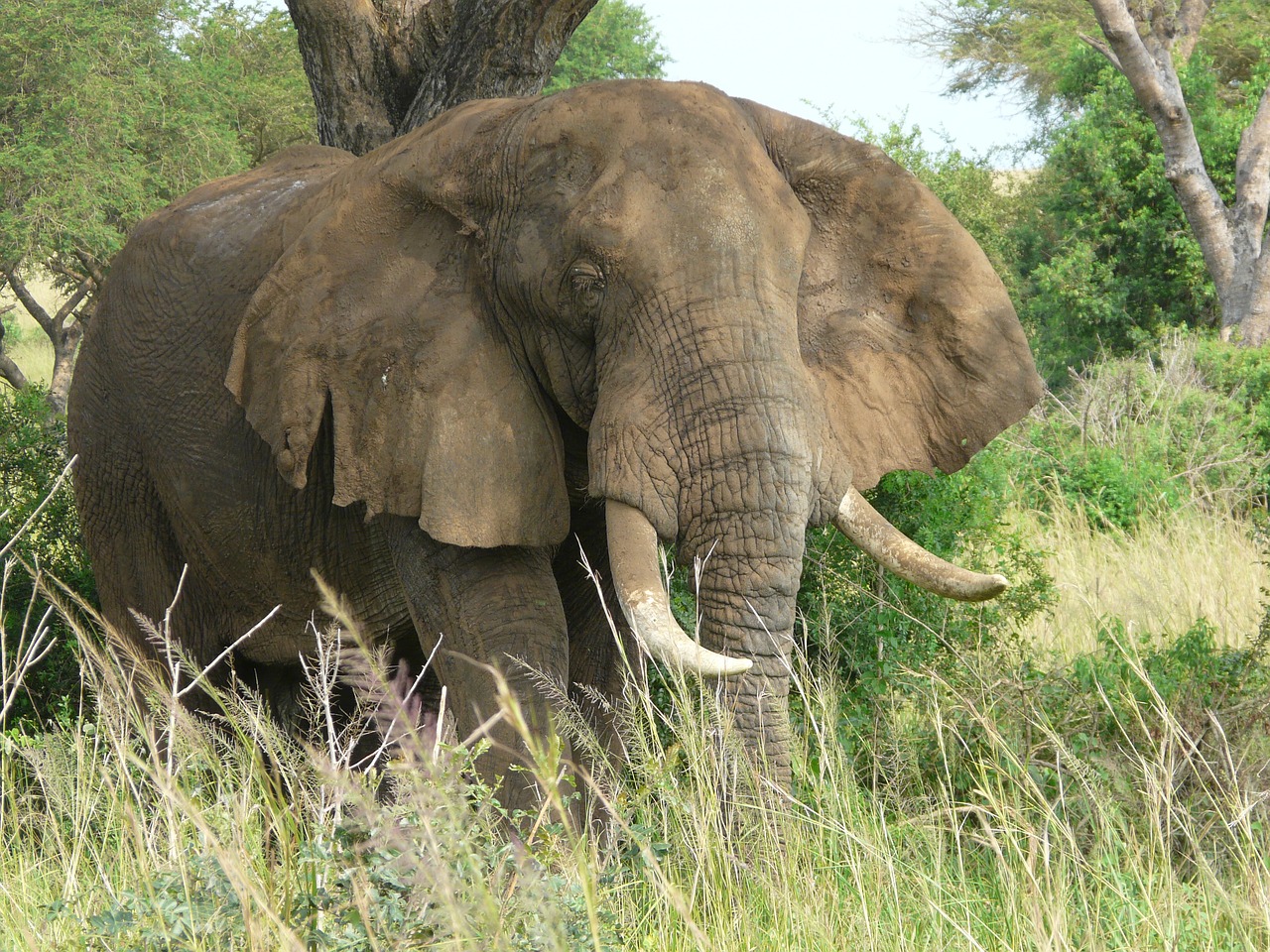 Dramblys, Uganda, Laukinė Gamta, Gamta, Afrika, Išsaugojimas, Nemokamos Nuotraukos,  Nemokama Licenzija