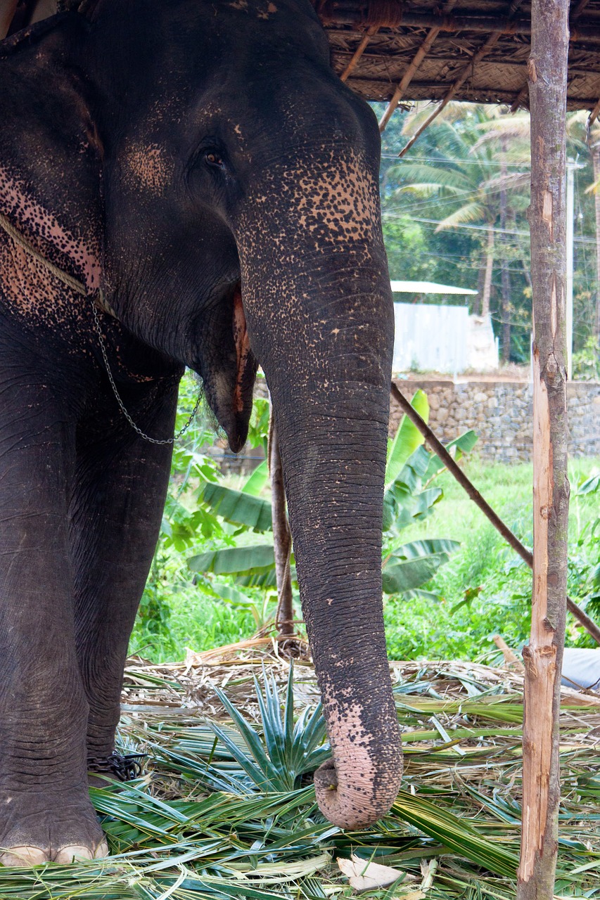 Dramblys, Indija, Gyvūnas, African Bush Dramblys, Proboscis, Brosmė, Tusks, Dievybė, Ganesha, Nemokamos Nuotraukos