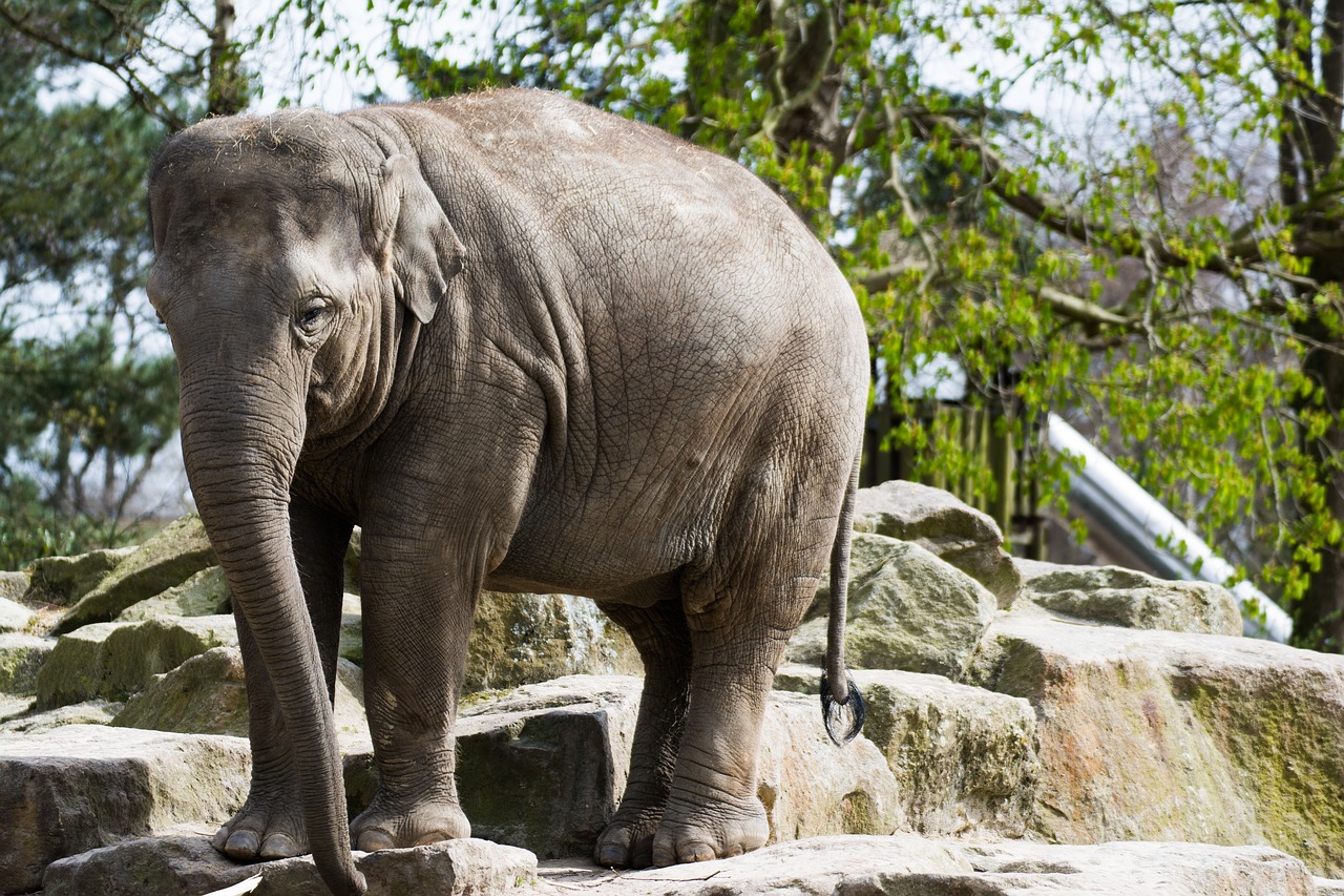 Dramblys, Zoo Emmen, Zoologijos Sodas, Gyvūnas, Sunku, Mielas, Afrika, Nemokamos Nuotraukos,  Nemokama Licenzija