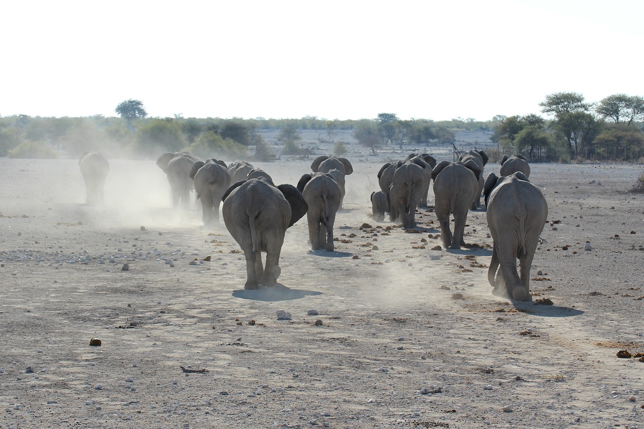 Dramblys, Namibija, Etosha Nacionalinis Parkas, Etosha, Nacionalinis Parkas, Flock, Afrika, Afrikos, Savana, Safari