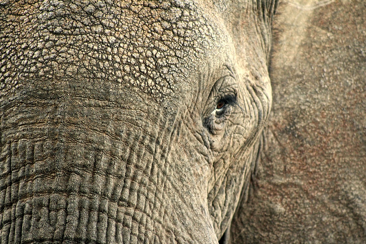 Dramblys, Gyvūnas, Slėpti, Oda, Laukinė Gamta, Makro, Iš Arti, Afrika, Safari, Hdr