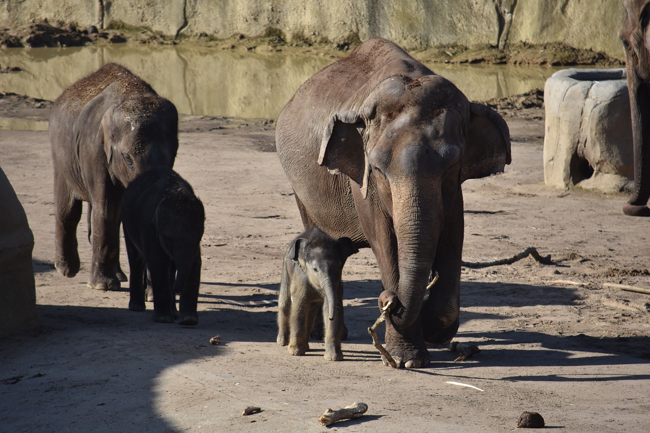 Dramblys, Dramblys Šeima, Jaunas Gyvūnas, Kūdikio Dramblys, Pachyderm, Jaunasis Dramblys, Nacionalinis Parkas, Žinduoliai, Proboscis, Gyvūnų Pasaulis