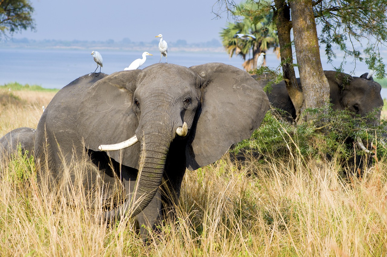 Dramblys, Murchisono Nacionalinis Parkas, Uganda, Žinduolis, Laukinė Gamta, Žolė, Safari, Krūmas, Atostogos, Šventė