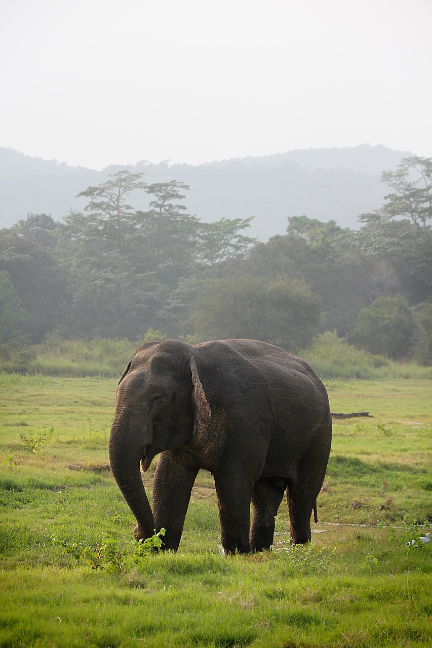 Dramblys, Indijos Dramblys, Šri Lanka, Safari, Pachyderm, Proboscis, Gyvūnų Pasaulis, Gamta, Laukinė Gamta, Nemokamos Nuotraukos