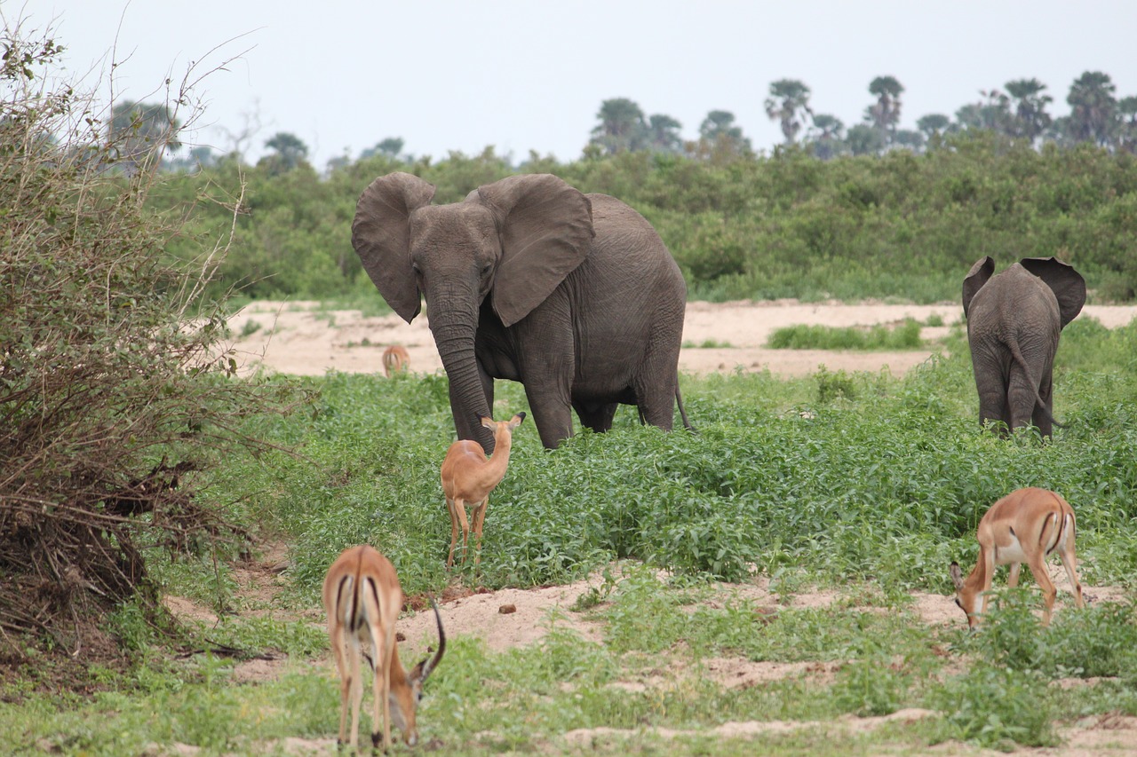 Dramblys, Safari, Afrika, Seringeti, Kenya, Tanzanija, Rezervas, Gyvūnas, Laukinė Gamta, Nemokamos Nuotraukos