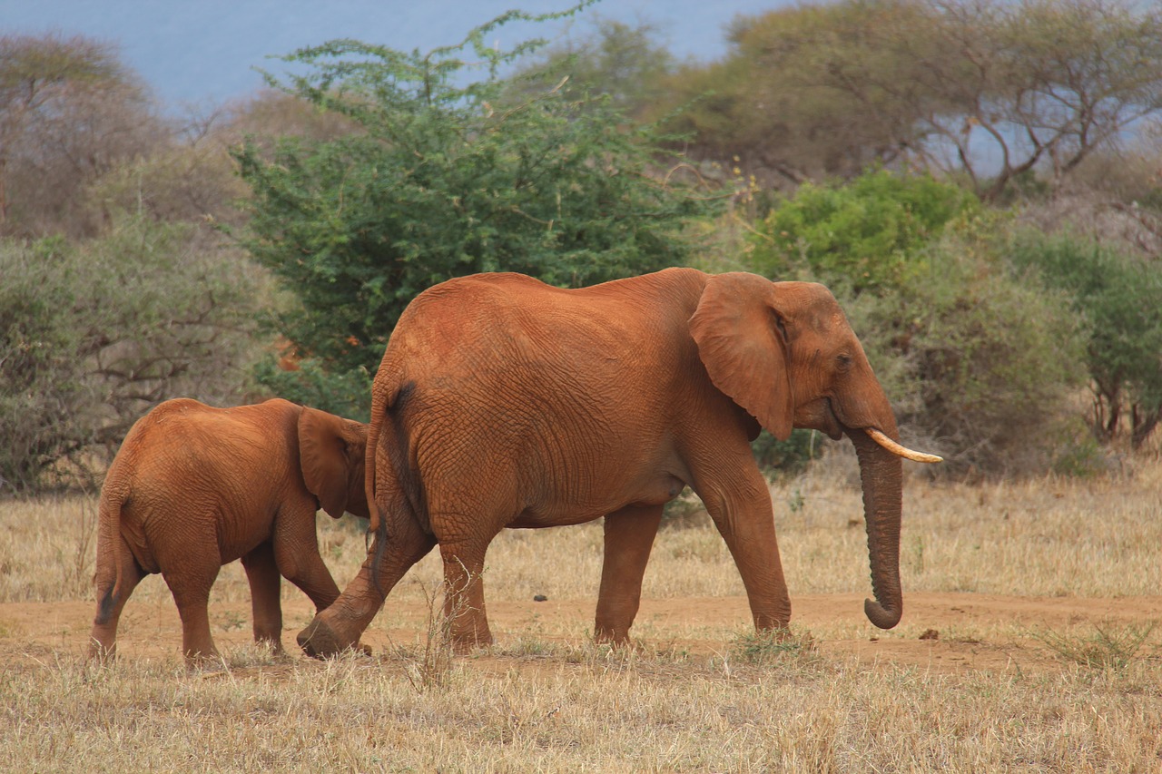 Dramblys, Safari, Kenya, Gyvūnai, Nemokamos Nuotraukos,  Nemokama Licenzija