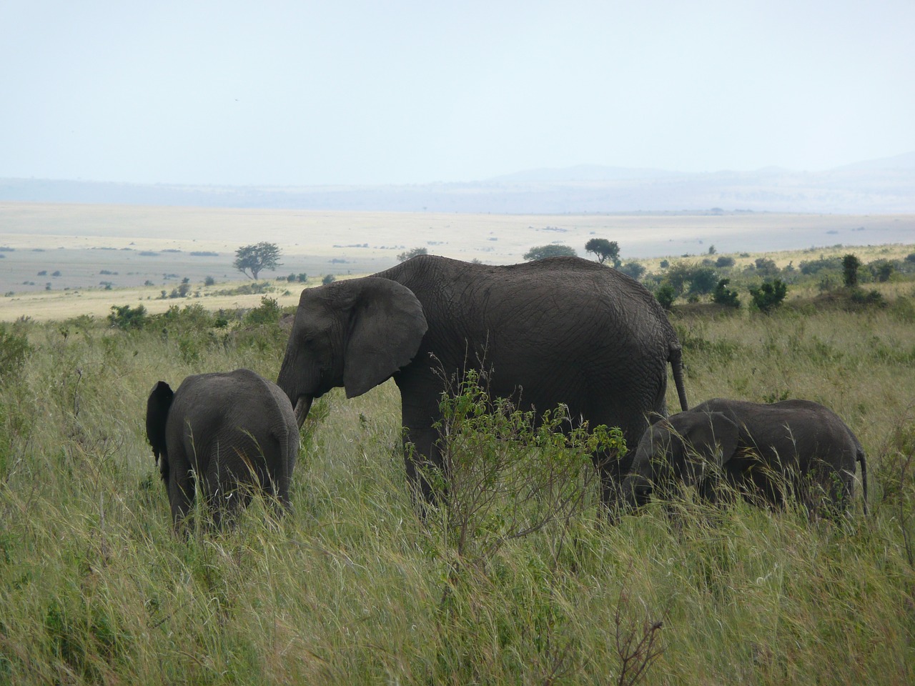 Dramblys, Kenya, Masai, Mara, Afrika, Laukinė Gamta, Gamta, Kelionė, Parkas, Gyvūnas