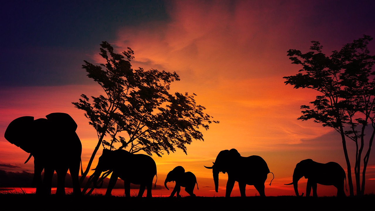 Dramblys, Afrika, Savana, Serengeti, Manipuliavimas Nuotraukomis, Nato Pereira, Gyvūnai, Laukiniai, Laukiniai Gyvūnai, Safari