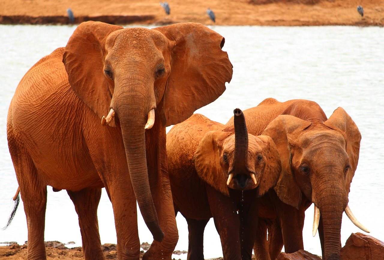 Dramblys, Safari, Afrika, Nemokamos Nuotraukos,  Nemokama Licenzija