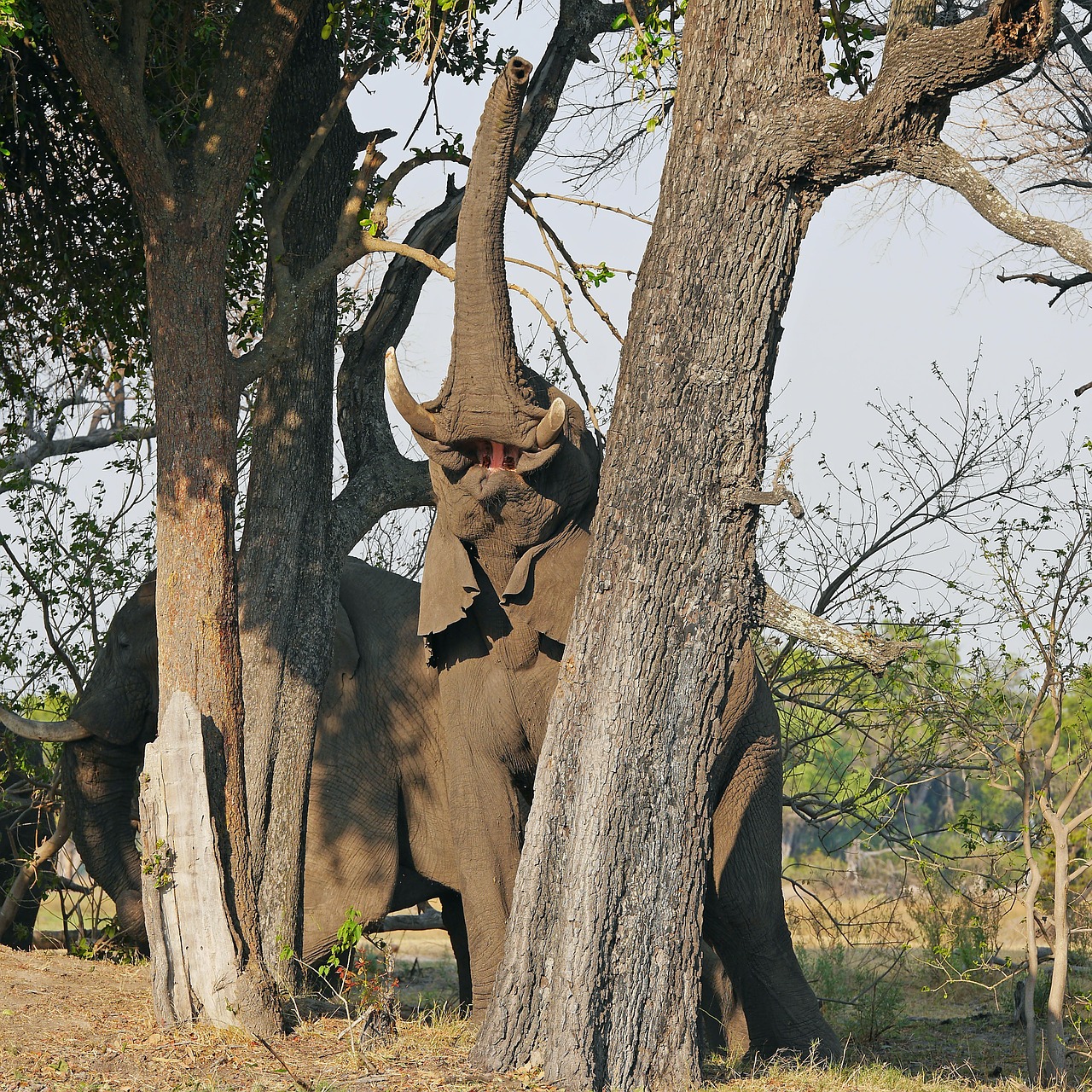 Dramblys, Okavango Delta, Safari, Afrika, African Bush Dramblys, Nemokamos Nuotraukos,  Nemokama Licenzija
