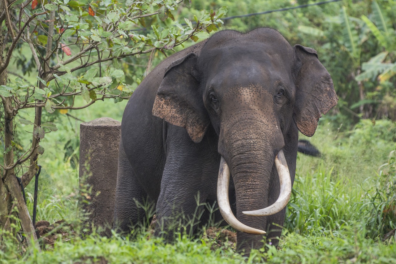 Dramblys, Šri Lanka, Proboscis, Zoologijos Sodas, Tusks, Didelis, Gamta, Gyvūnas, Pachyderm, Nemokamos Nuotraukos