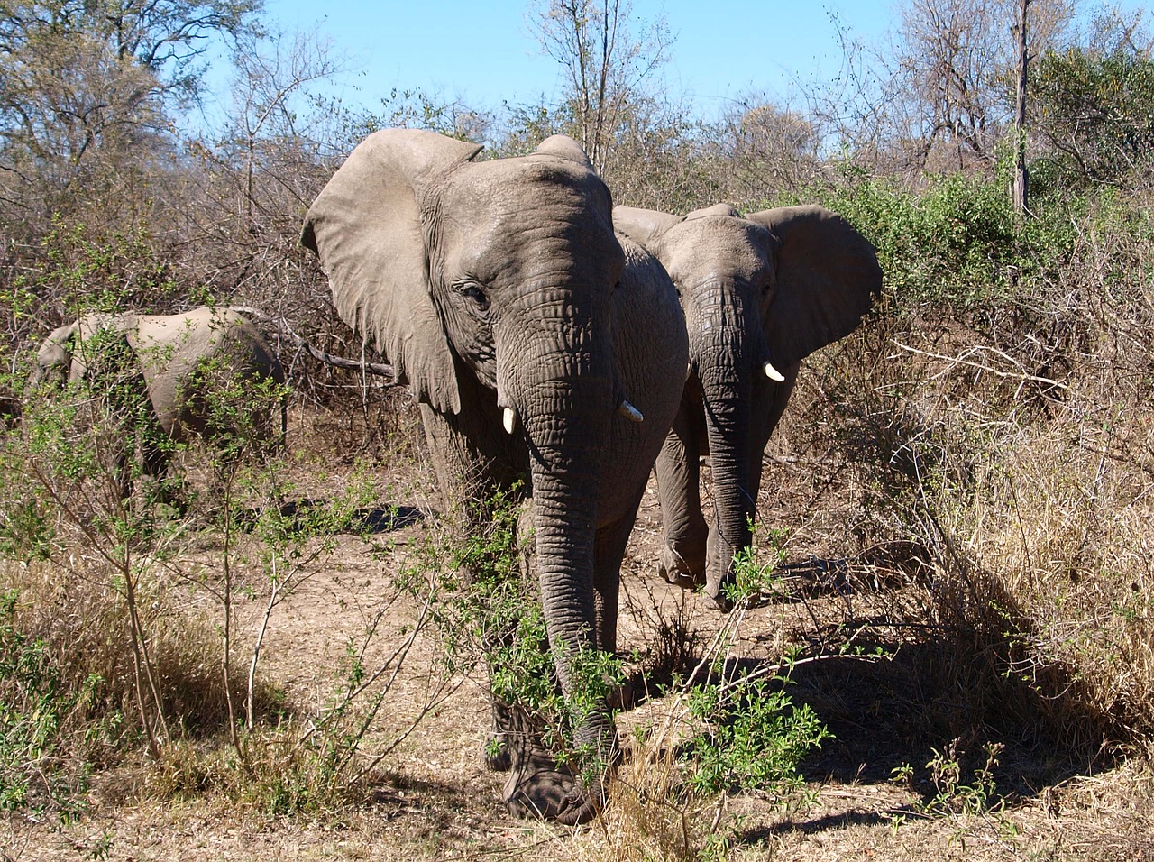 Dramblys, Afrika, Laukinis Gyvūnas, Safari, Nacionalinis Parkas, African Bush Dramblys, Gyvūnai, Pietų Afrika, Sausra, Dykuma