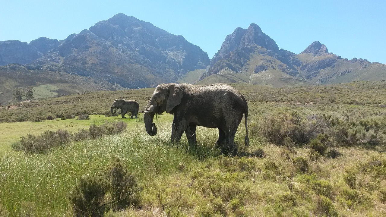 Dramblys, Pietų Afrika, Didžiausias Gyvūnas, Nemokamos Nuotraukos,  Nemokama Licenzija