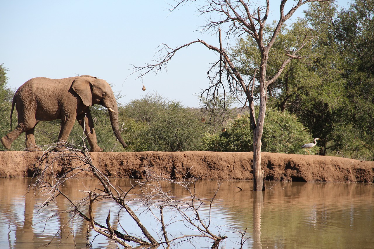 Dramblys, Pilanesbergas, Užtvankos, Safari, Gyvūnas, Pachyderm, Lauke, Didelis Penkis, Krūmas, Afrika