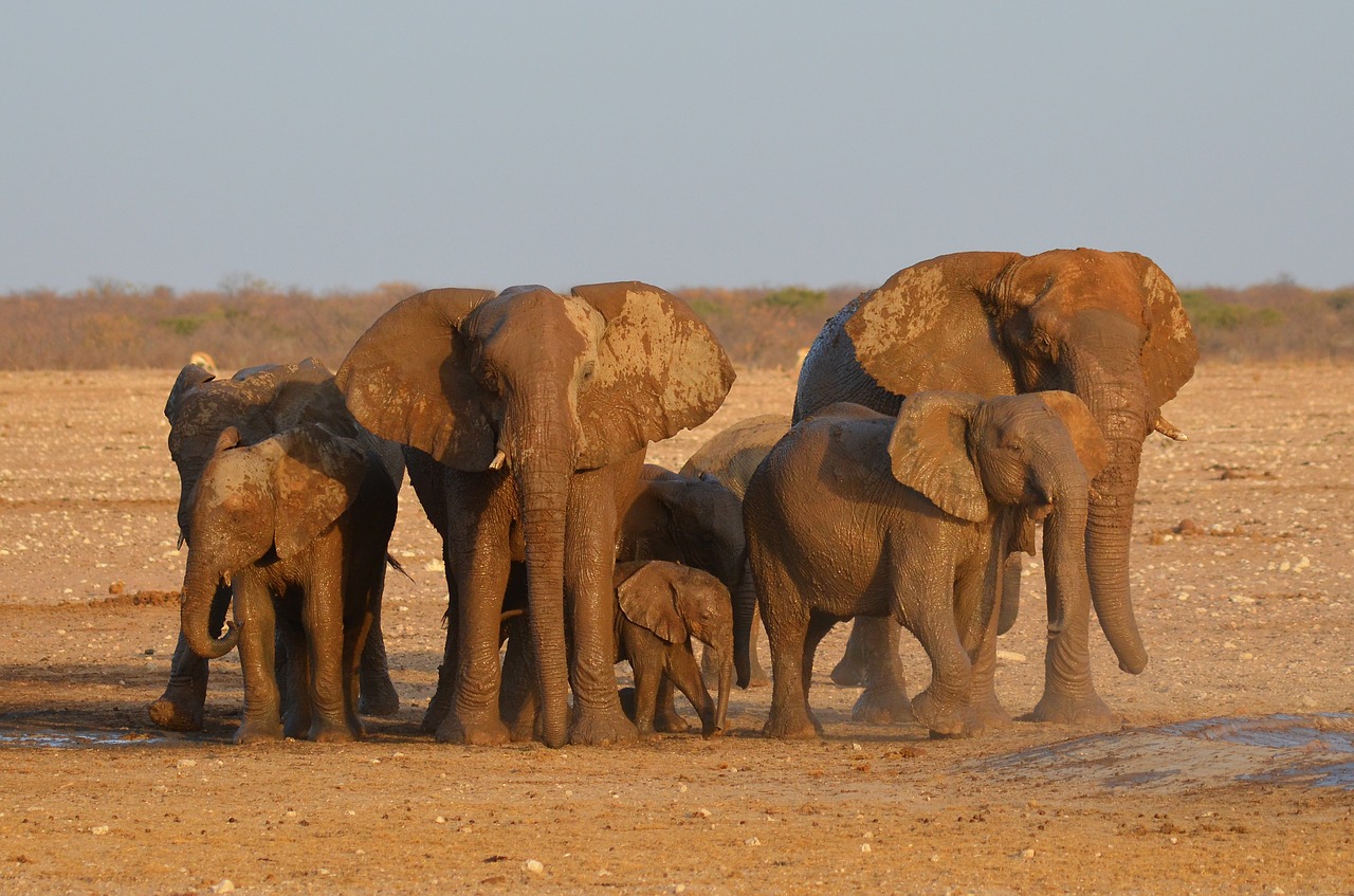 Dramblys, Etosha, Afrika, Namibija, Vandens Skylė, African Bush Dramblys, Etosha Nacionalinis Parkas, Nemokamos Nuotraukos,  Nemokama Licenzija