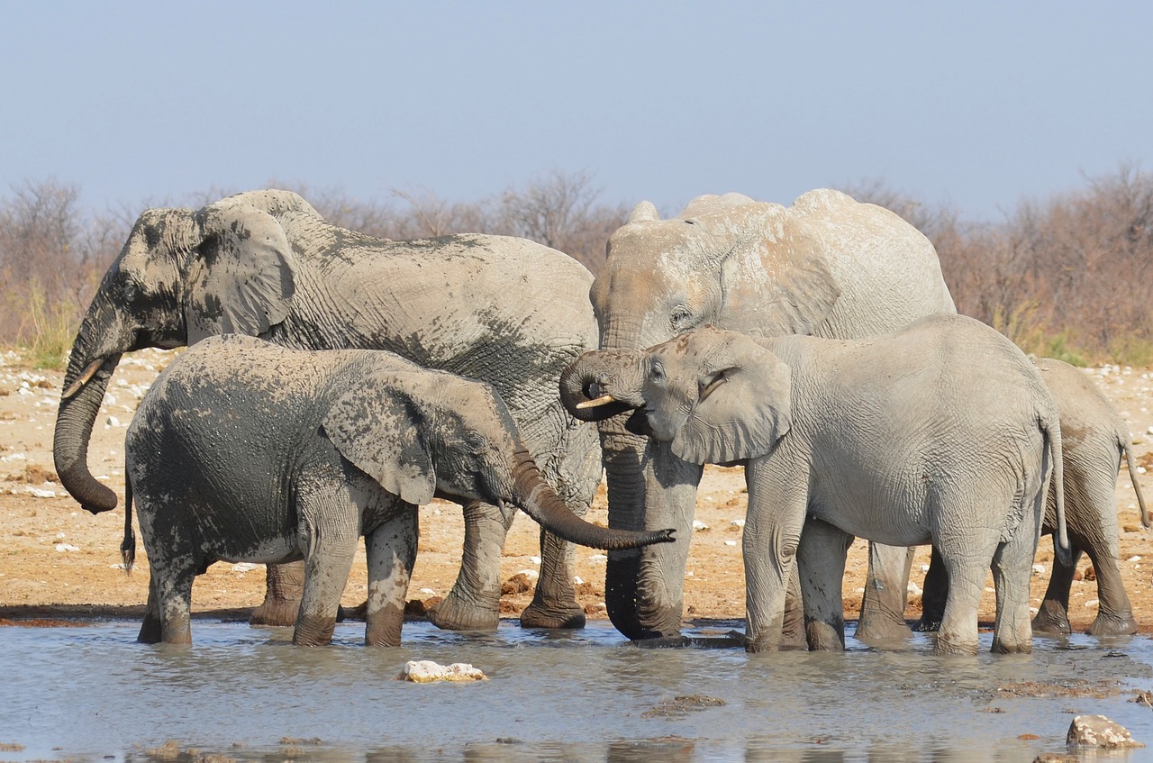 Dramblys, Vandens Skylė, Afrika, Namibija, Pachyderm, Etosha, Gyvūnų Pasaulis, Dramblių Banda, Dramblys Šeima, Jaunas Gyvūnas