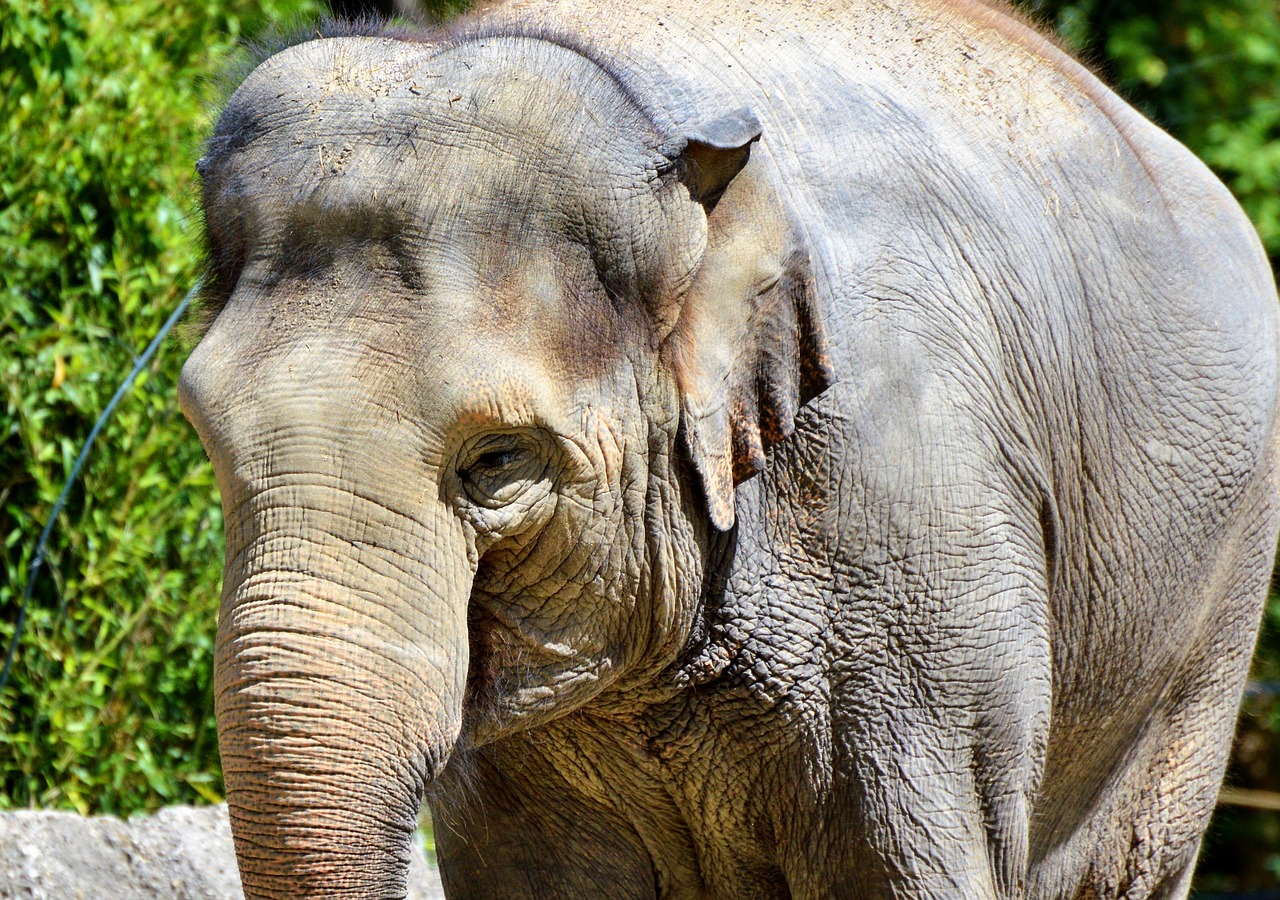 Dramblys, Pachyderm, Proboscis, Pilka, Galva, Zoologijos Sodas, Gyvūnas, Tierpark Hellabrunn, Nemokamos Nuotraukos,  Nemokama Licenzija