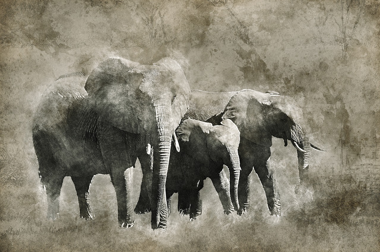 Dramblys, Afrika, Okavango Delta, Gyvūnas, Safari, Žinduolis, Laukinė Gamta, Delta, Nacionalinis, Parkas